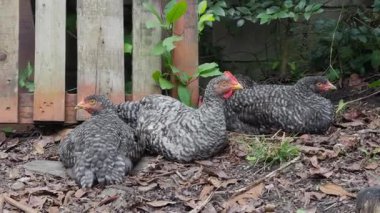 Beyaz tüylü, siyah tüylü üç çubuklu Plymouth Rock tavuğunun statik, göz hizasında görüntüsü. Kuru yapraklardan bir yatak ve ahşap bir çitin yanındaki çamurda dinleniyorlar..
