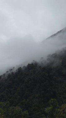 Yoğun, hareketli sis ve alçak bulutlarla kısmen gizlenmiş yemyeşil bir dağ yamacının dramatik dikey çekimi. Atmosfer dengesiz ve sakin, yüksek irtifa bulutları ormanlarının tipik bir örneği..