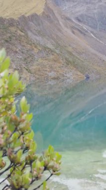 Yerli bir And çalısından, arka plandaki karlı buzul zirveleri ve Laguna Humantay 'ın büyüleyici turkuaz sularına kadar bir odak noktası..