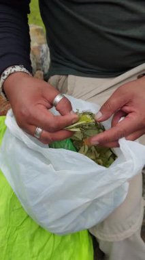 Gümüş yüzüklü bir adamın, beyaz bir plastik torbadan yeşil koka yapraklarını dikkatlice ayırdığı yakın plan bir fotoğraf. And Dağları 'nda yaygın bir gelenektir..