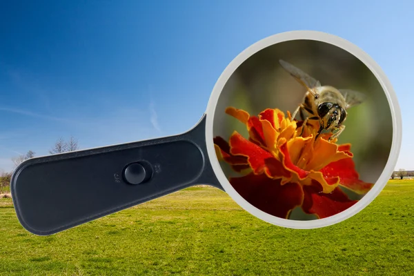 Büyüteç camı, kırpma yolu altında arı ve sarı çiçek — Stok fotoğraf