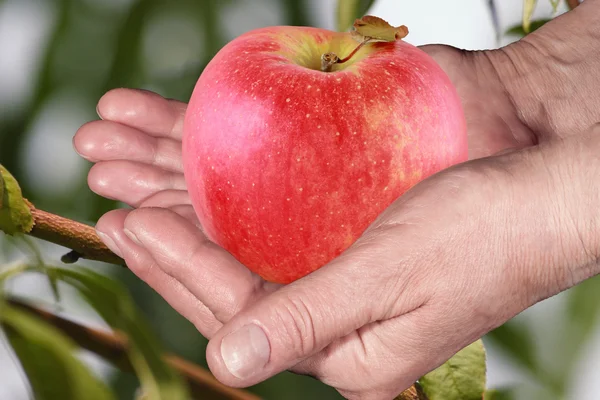 Red apple in hand on green background, closeup — Stock Photo, Image