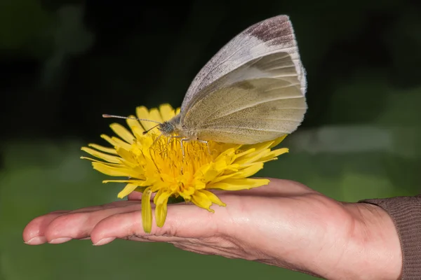White butterfly on hand — Stock Photo, Image