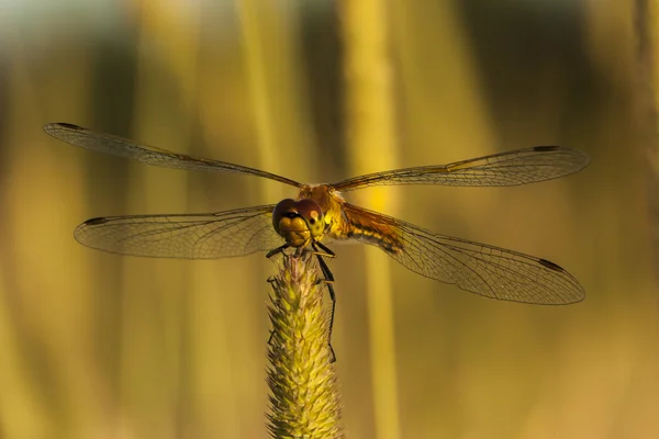 Vážka drží stéblo trávy v divoké, makro — Stock fotografie