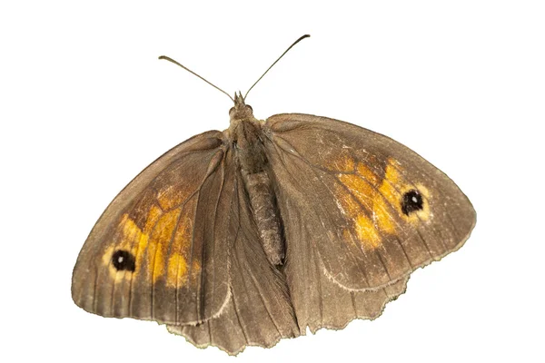 Mariposa marrón volando aislada sobre fondo blanco, camino de recorte — Foto de Stock