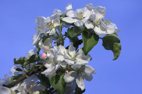 Цвісти яблуні — стокове фото