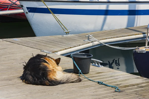 Собака охороняє вітрильники в гавані — стокове фото