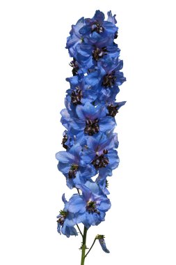 Kırpma yolu, beyaz arka plan üzerinde izole lupin