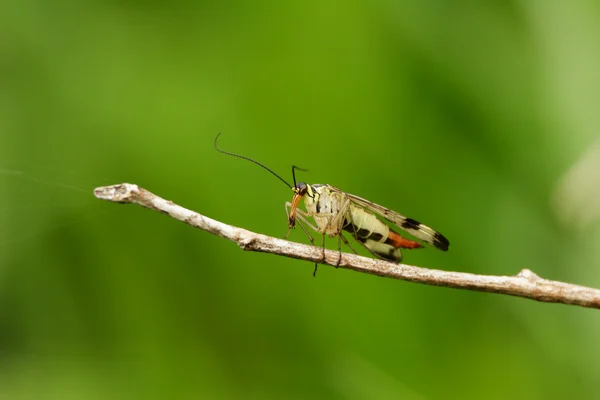 Hmyz na větvičce — Stock fotografie