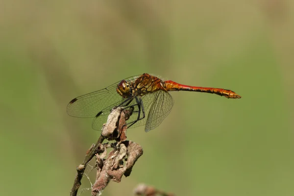 Libelle in Bezug auf Makro — Stockfoto