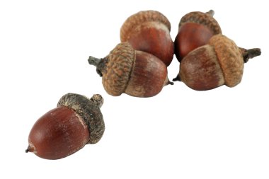 Beyaz arka plan üzerinde meşe palamudu. Kırpma yolu.