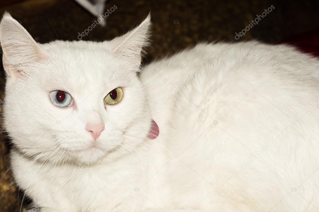 Gato Blanco Con Ojos De Diferente Color