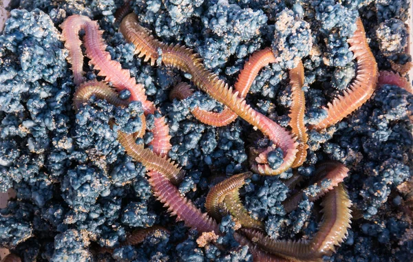 A box of fishing worms pics,