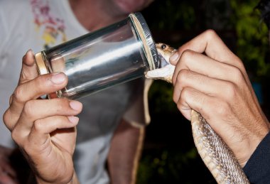 Kobra zehrini toplanan