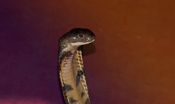 Dark brown cobra — Stock Photo, Image