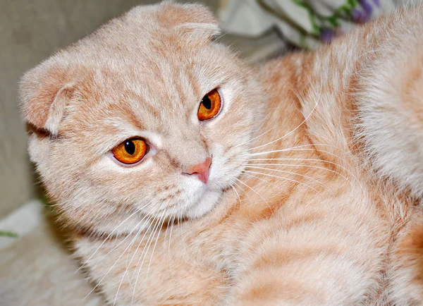 Красная шотландская кошка — стоковое фото
