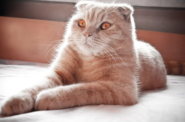 赤いスコティッシュフォールド猫 — Stock fotografie
