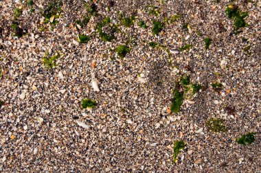  Küçük kabuklar ve alga