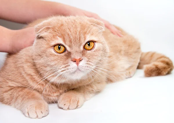 Kırmızı kedi okşayarak — Stok fotoğraf