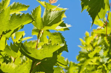 üzüm genç sürgünler