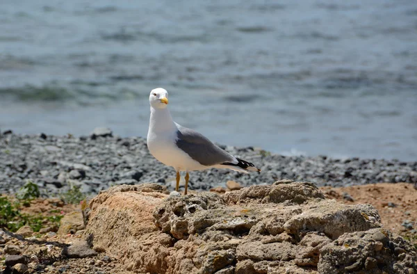 Young gul-legged gull — Stockfoto