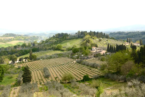 Wijngaard in Tuscany platteland / wijngaarden in de vroege ochtend — Stockfoto