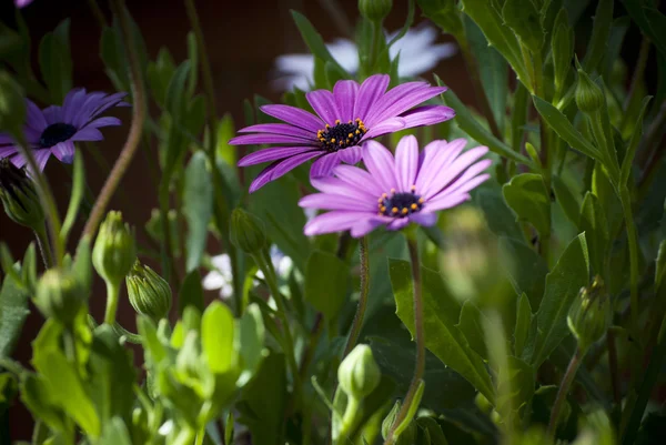 2 つの紫色の花 — ストック写真