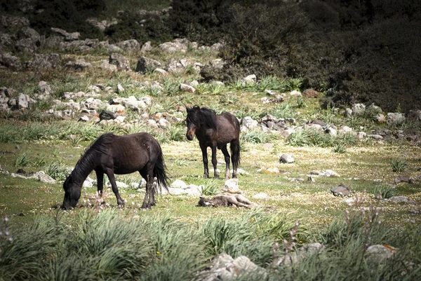 Cerdeña. Caballos salvajes Imagen De Stock