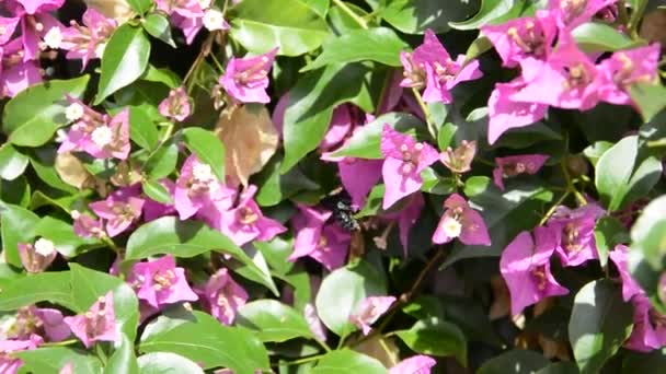 Xylocopa violacea in flight — Stock Video