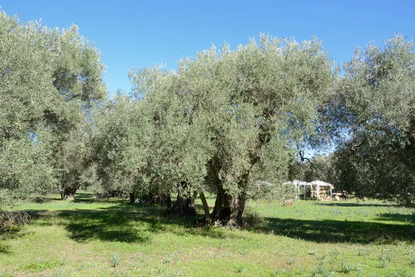 Olivträd i Sardinien — Stockfoto