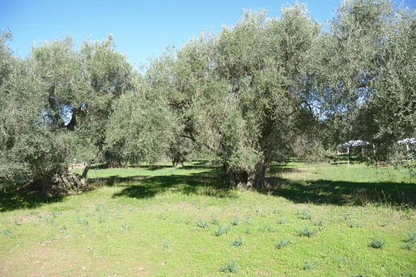 Oude olijfbomen — Stockfoto