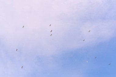 Baharda mavi gökyüzünde uçan leylekler