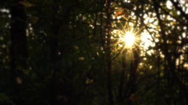 Güz ormanlarında parlayan güzel güneş doğası akşam arkaplanda bulanık bokeh yaprakları, sonbaharda soyut bokeh güneşi parlaması, sonbahar mevsiminde doğal gün batımı kavramı.