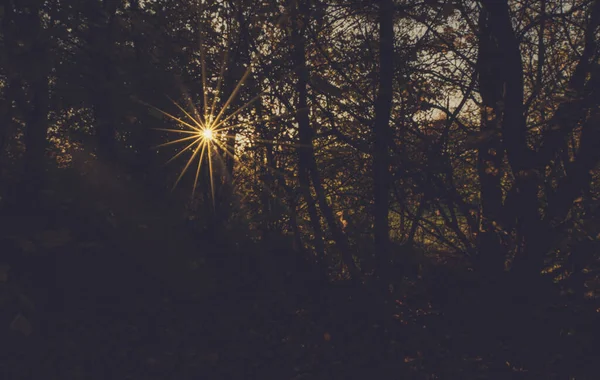 Яскраві Сонячні Промені Світяться Через Гілки Дерев Осінньому Лісі Осінній — стокове фото