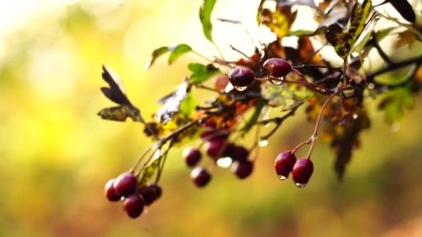 Fräsch Naturlig Höstscen Med Vilda Bär Skogen Och Regndroppar Morgonen — Stockvideo