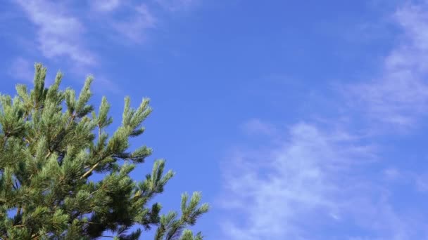 低いビュー春の晴れた日に青い空に対して風に吹いているトウヒの松の木の枝 毛皮のクリスマスツリーの枝夏の森 美しい自然と環境の概念 — ストック動画