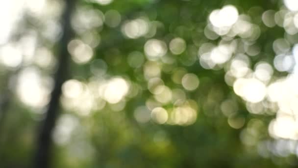 Красива Весняна Природа Розмитим Сонячним Світлом Сяючим Жолобом Лісових Дерев — стокове відео