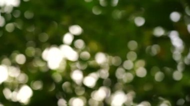 Orman ağaçlarının arasında bulanık güneş ışığı parlayan güzel bahar doğası, Düşük görüş yeşil ve sarı bokeh bulanıklığı ve rüzgarla hareket eden sıcak ışık. Gerçek zamanlı 4K video görüntüleri..