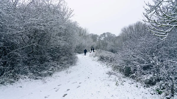 冬天的风景 早上树上覆盖着雪 冬天的林地 树木结冰 美丽的自然景观 — 图库照片