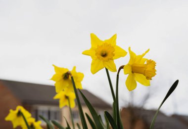 Sarı nergisler bulanık eve ve baharda kasvetli gökyüzüne karşı. Birleşik Krallık