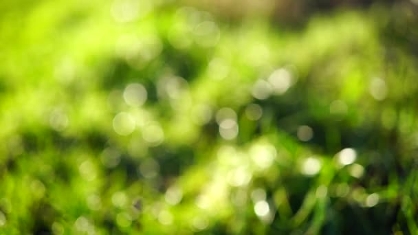 Прекрасная Весенняя Природа Размытым Солнечным Светом Сияющим Через Травяные Поля — стоковое видео
