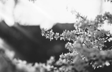 Kiraz dalları, bulanık evin arka planında çiçek açar. Siyah ve beyaz baharda akşam ışığı, açık hava günbatımında Sakura çiçeğiyle romantik monoton.