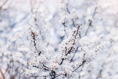 Güneşli baharda, bulanık, beyaz gökyüzünün arka planında çiçek açan kiraz dalları, beyaz sakura çiçeklerinin seçici odağı, fotokopi uzayı ile romantik bir tonda rüya gibi..