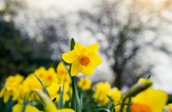 Крупним Планом Квіти Нарцисів Квітучі Навесні Жовті Квіти Поля Розмитому — стокове фото