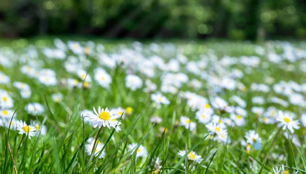 Vita Blommor Tusensköna Våren Grönt Fält Kamomill Blomma Med Suddig — Stockfoto