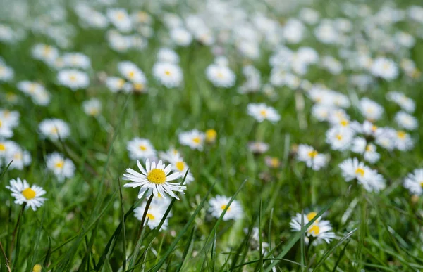 Белые Цветы Ромашки Весенне Зеленом Поле Ромашка Цветет Расплывчатым Боке — стоковое фото