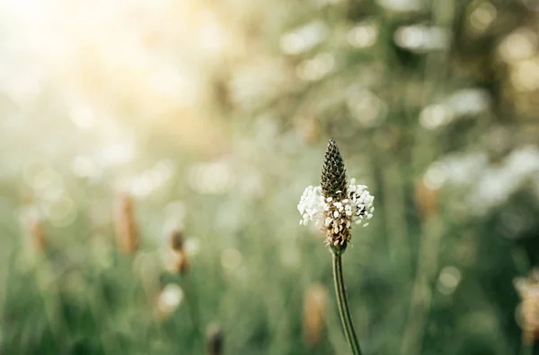 Profondità Campo Bassa Campi Fiori Selvatici Con Sfondo Bokeh Sfocato — Foto Stock