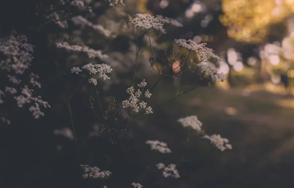 Sekély Mélysége Mező Vadvirág Mezők Elmosódott Bokeh Háttér Vintage Szűrő — Stock Fotó