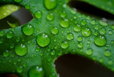 Water drops on Monstera Minima  or Rhaphidophora Tetrasperma leaf. Close up Fresh natural life with Drop of dew in morning on leaf with sun light. Beautiful green leaf texture with drops of water.  clipart