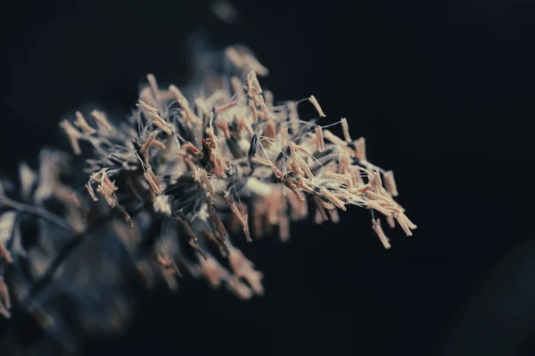 Невелика Глибина Різкості Дикі Квіткові Поля Розмитим Чорним Тлом Боке — стокове фото